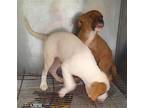 Jasper Mixed Breed (Medium) Puppy Male