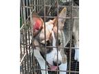 Lightning Basenji Puppy Female