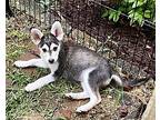 Josie Husky Puppy Female