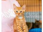 Cloud Domestic Shorthair Kitten Male