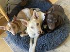 Beckham Australian Cattle Dog Young Male