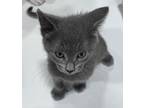 Stark Domestic Shorthair Kitten Male