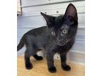 Nina Domestic Shorthair Kitten Female
