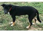 Floppy Shepherd (Unknown Type) Puppy Male