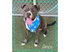 AMOS American Staffordshire Terrier Adult Male