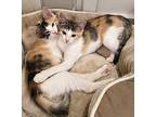 Sarah Sanderson Domestic Shorthair Kitten Female