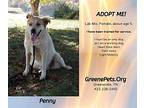 Penny Anatolian Shepherd Adult Female