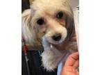 Diana Chinese Crested Puppy Female