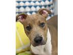 Eggo Puppy Male