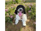 Marley Cockapoo Puppy Female