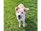 Addison Australian Shepherd Puppy Female