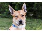 Thor Carolina Dog Adult Male