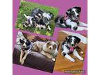 Pricilla Australian Shepherd Puppy Female