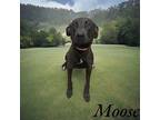 Moose Labrador Retriever Adult Male
