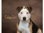 Glacier Puppy Male