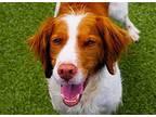 TX/Jake Man Brittany Adult Male