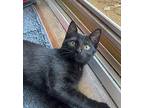Moon Pie Domestic Shorthair Kitten Male
