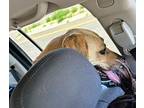 Biscuit Labrador Retriever Adult Female