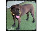 LUCKY Labrador Retriever Adult Male
