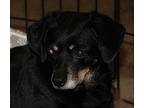 Gemma (Spayed) Terrier (Unknown Type, Small) Senior Female