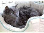 Emma Lee Domestic Longhair Senior Female