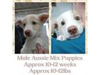Sundance Kid Australian Shepherd Puppy Male