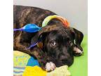Baloo Mastiff Puppy Male