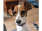 Jenny Jack Russell Terrier Adult Female