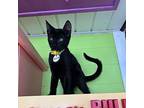 Twizzler Domestic Shorthair Kitten Male