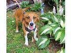 Flame Dachshund Young Female