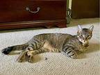 Steve (Bonded with sister Carol) Domestic Shorthair Young Male