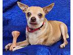 Henry Stout Chihuahua Senior Male