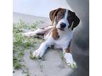 Bo Hound (Unknown Type) Puppy Male