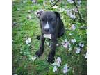 Rome American Staffordshire Terrier Puppy Male