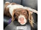 OK/Loui (TX) Brittany Adult Male