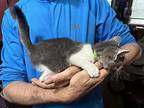 Paris (Bonded with Diego, her bother) Domestic Shorthair Kitten Female