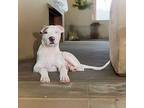 Chunk Hound (Unknown Type) Puppy Male