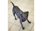 Princess Leia Terrier (Unknown Type, Medium) Young Female