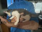 Diego (Bonded with Paris, his sister) Domestic Shorthair Kitten Male