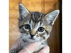 Ribbon Domestic Shorthair Kitten Female