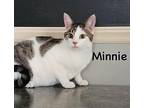 Mouse Domestic Shorthair Adult Male