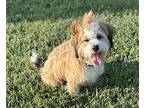 Bluey Poodle (Miniature) Puppy Male