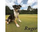 Ruger Hound (Unknown Type) Young Male