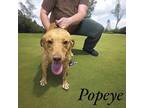 Popeye Labrador Retriever Young Male