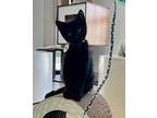 Miller Domestic Shorthair Kitten Male
