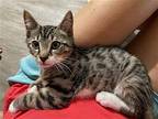 BEE Litter: BOBBEE Domestic Shorthair Kitten Male