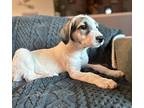 Pina colada Great Pyrenees Puppy Female