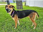 True German Shepherd Dog Adult Female