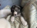 Mai tai Great Pyrenees Puppy Male