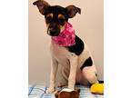 Hanna Rat Terrier Young Female